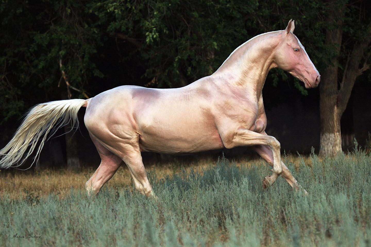 Golden Akhal Teke Horse @Artur Baboev